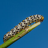 Insects